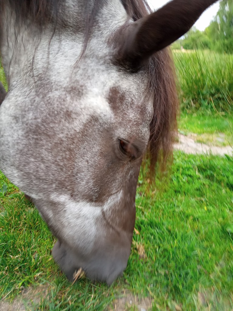 siwy pysk konia